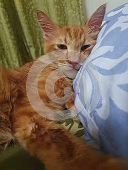 Cute orange teenager one year old rescue cat with short stumpy tail maine coon manx mix breed lay on blue purple pillow sick fever