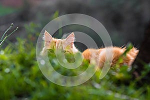 Cute orange vagrant little cat hiding in grass having a hidden agenda
