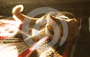 Cute orange and white cat close up lying in sunlight.