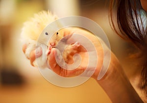 Cute Orange and White Syrian or Golden Hamster Mesocricetus auratus eating pet food in girl`s hand. Taking Care, Mercy, Domestic