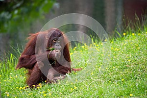 Cute orangutan