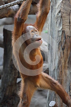 Cute orangutan