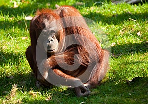 Cute orangutan