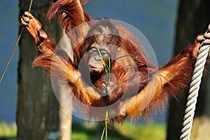 Cute orangutan