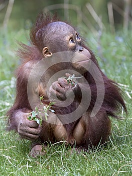 Cute Orangutan baby
