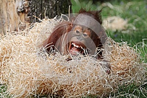 Cute Orangutan baby