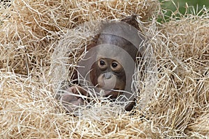 Cute Orangutan baby