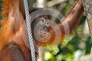 Cute Orangutan Baby