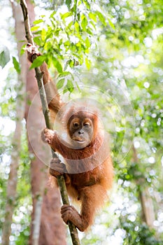 Cute Orangutan baby Sumatra