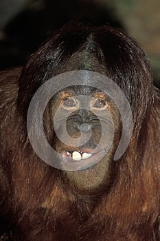Cute Orangutan face portrait