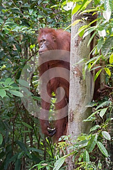 Cute orangutan peers from behind a tree and looking away Kumai,
