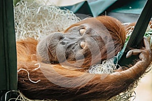 Cute orangutan with red fur having a rest in ZOO. Exotic wild animal sleeping in swing. Adult male of Sumatran orangutan.
