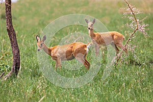 Cute Oribi endemic small antelope, Ethiopia, Africa wildlife