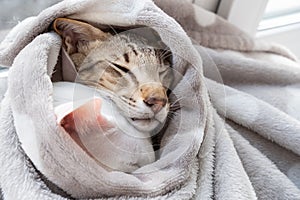 Cute white cat and little tabby kitten are wrapped against the cold in a gray blanket