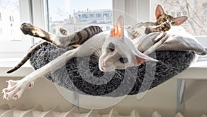 Cute oriental shorthair white cat and tabby kitten sleeping together.