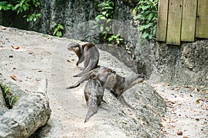 Cute oriental small-clawed otter image of