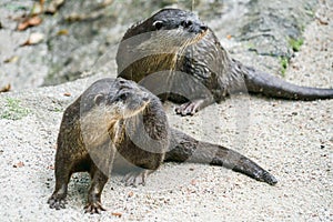 Cute oriental small-clawed otter image of