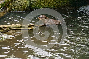 Cute oriental small-clawed otter image of