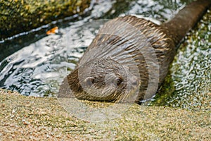 Cute oriental small-clawed otter image of