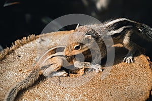 Cute and orphan squirrel baby siblings wander on top of a cut-down tree trunk. Caring and looking after the small brother, the