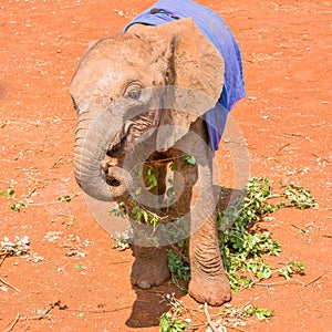Cute Orphaned Baby African Elephant Under Blanket photo