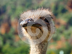 A cute ostrich