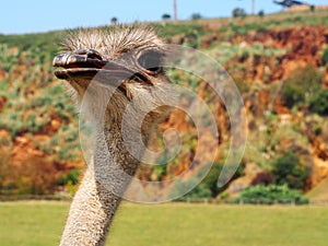 A cute ostrich