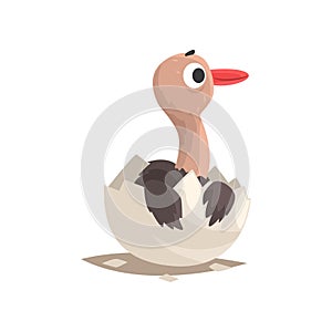 Cute ostrich baby in broken egg shell