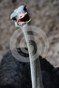 Cute Ostrich bird head in happy and smiling emoticon face, funny, cute, natural, gaze, happy, open mouth, big eyes, wildlife