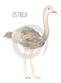 Cute Ostrich Watercolor Illustration