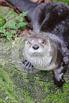 Cute otter looking me