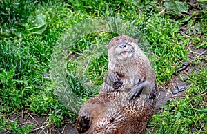 Cute otter (Lutrinae) resting outdoors on a blurry  background
