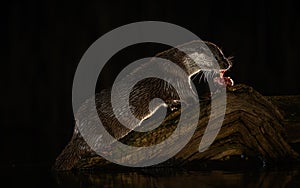 Cute otter (Lutrinae) resting outdoors on a dark background