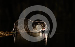 Cute otter (Lutrinae) swimming in a water pond on a dark background
