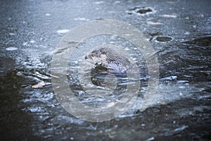 Cute Otter Swimming in Cold Water Partly Covered by Eis photo