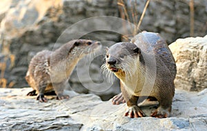 Cute Otters photo