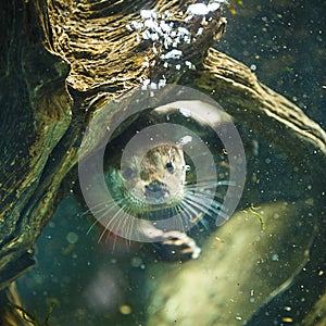 Cute otters - Eurasian otter