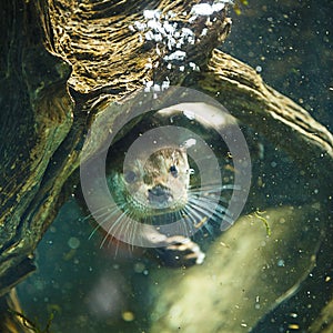 Cute otters - Eurasian otter photo