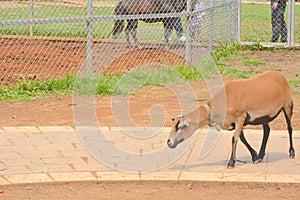 Cute Ovis aries in the ranch