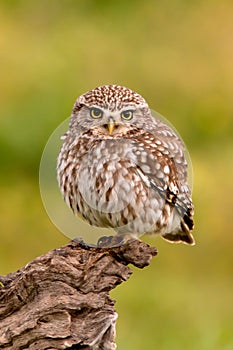 Cute owl