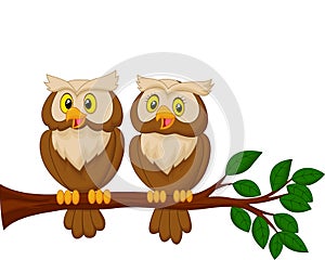 Cute owl couple cartoon