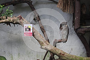 Cute owl during the day