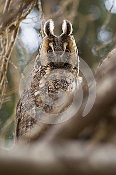 Cute owl is sitting on branch