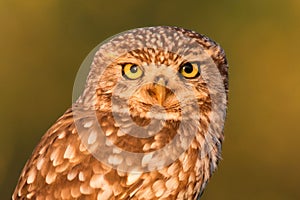 Cute owl, small bird with big eyes