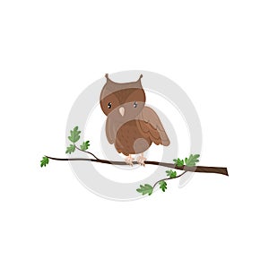 Cute owl woodland cartoon bird vector Illustration