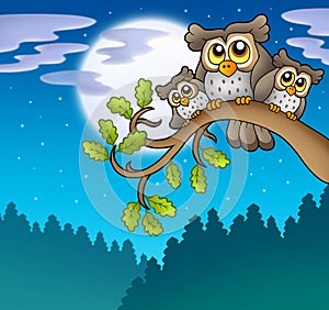 Cute owls on branch at night
