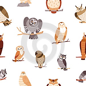 Cute owls pattern. Seamless background, funny realistic wild birds, owlets, repeating print. Endless nature texture