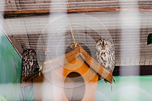 Cute owls sleep on the roof of a house in a cage at the zoo