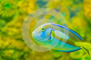 Cute Pacific regal blue tang fish (Paracanthurus hepatus) is swimming in aquarium. Paracanthurus hepatus is a species