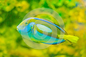 Cute Pacific regal blue tang fish (Paracanthurus hepatus) is swimming in aquarium. Paracanthurus hepatus is a species